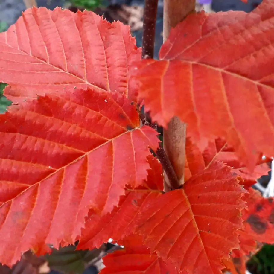 Rochhampton Red vörös gyertyán