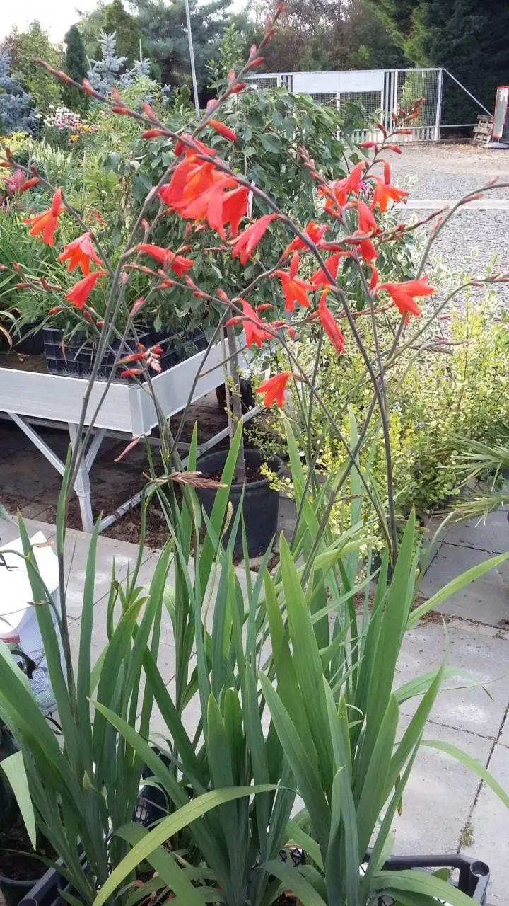 Ireland sáfrányfű