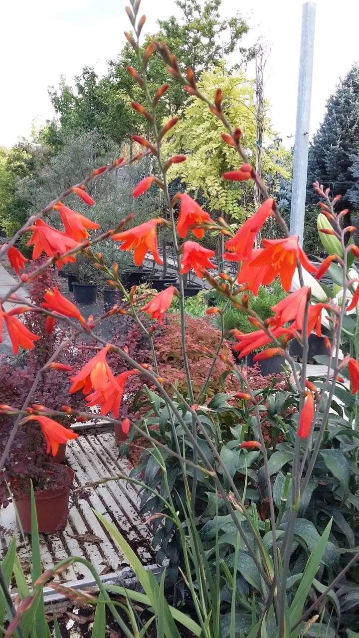 Ireland sáfrányfű