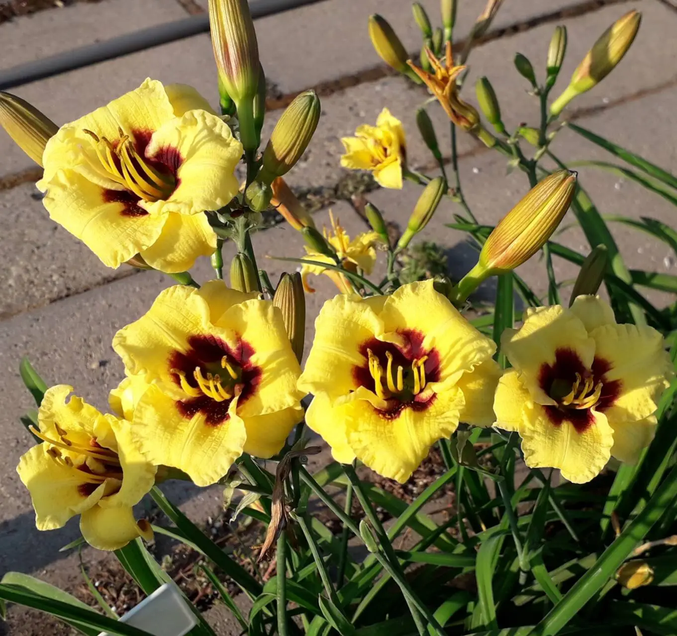  Bumble Bee sásliliom 