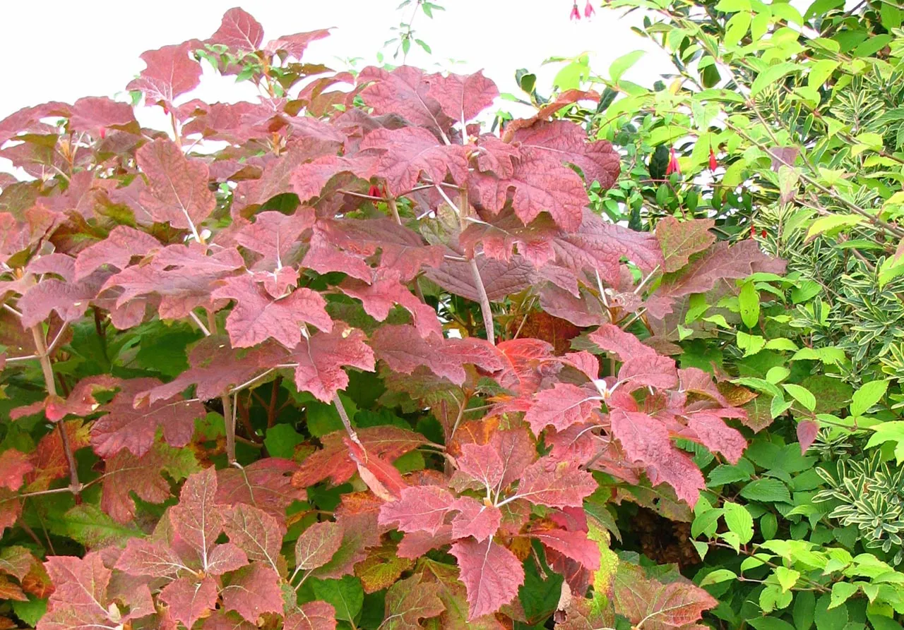 Snowflake teltvirágú tölgylevelű hortenzia