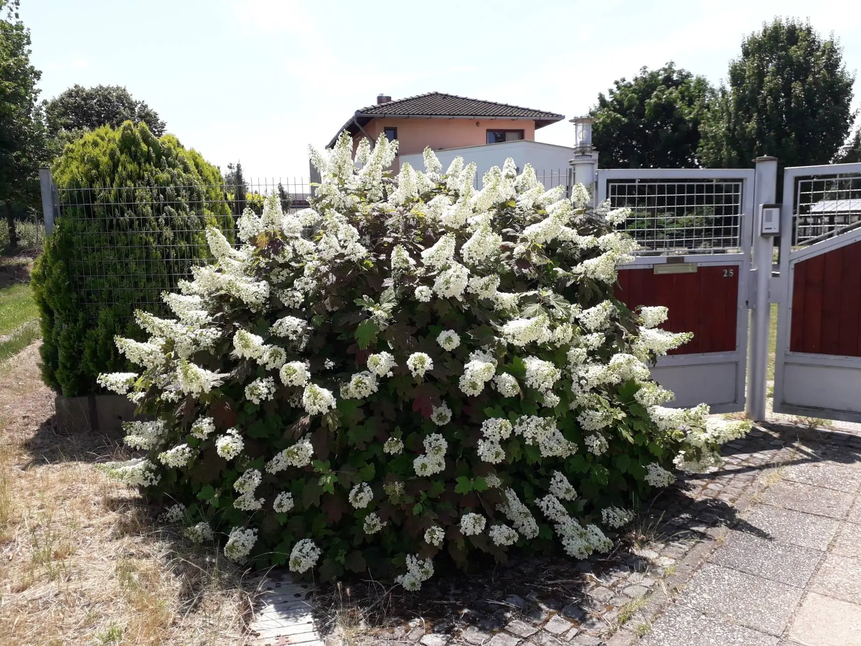 Snowflake teltvirágú tölgylevelű hortenzia