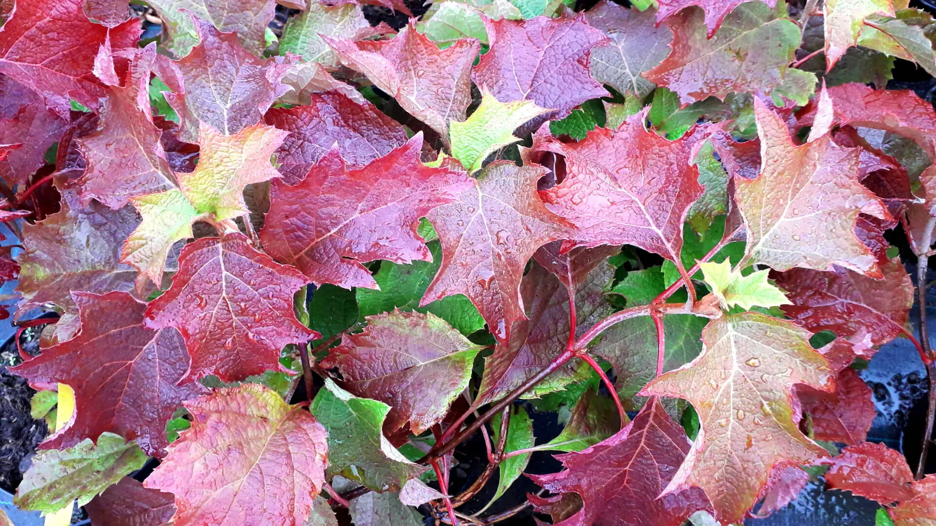 Tölgylevelű hortenzia