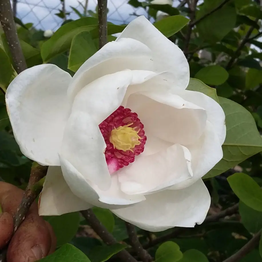 Nyári virágzású liliomfa