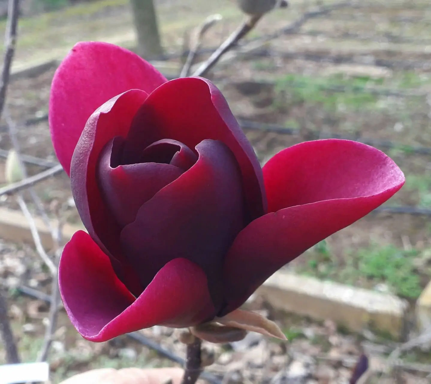 Ann"s Delight liliomfa