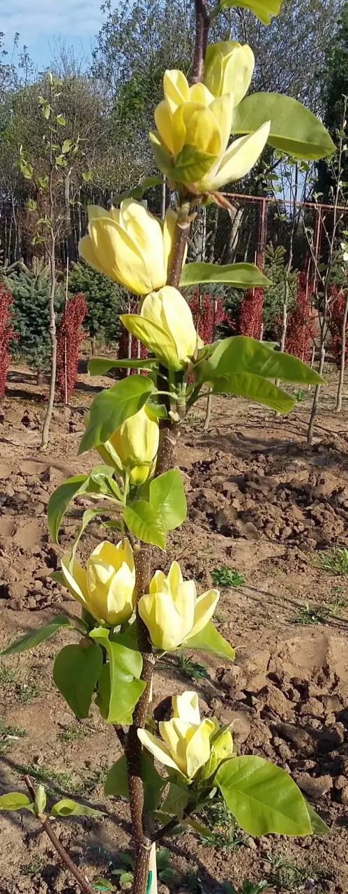 Yellow Bird liliomfa
