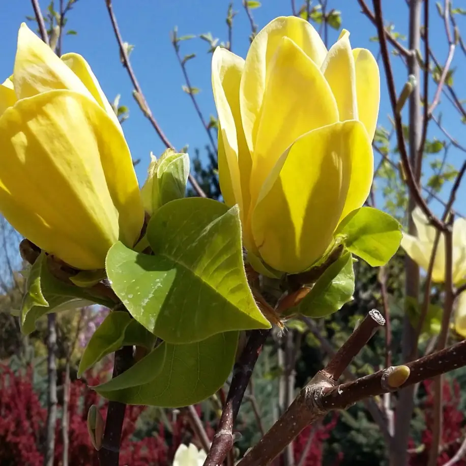 Yellow Bird liliomfa