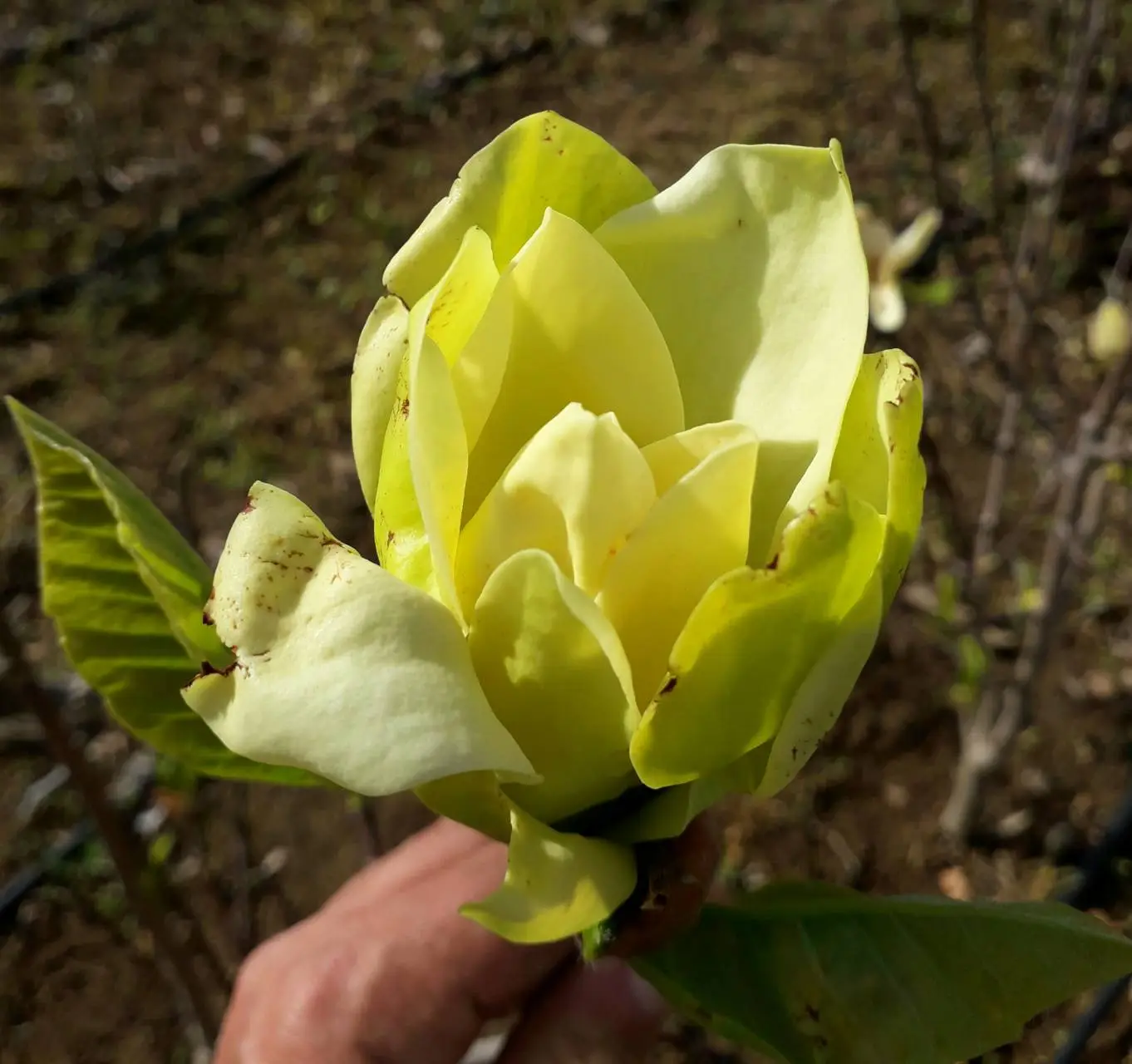 Grand Canaria liliomfa