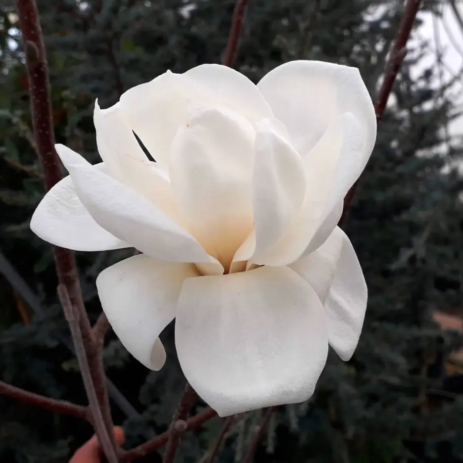 Crystal Tulip liliomfa