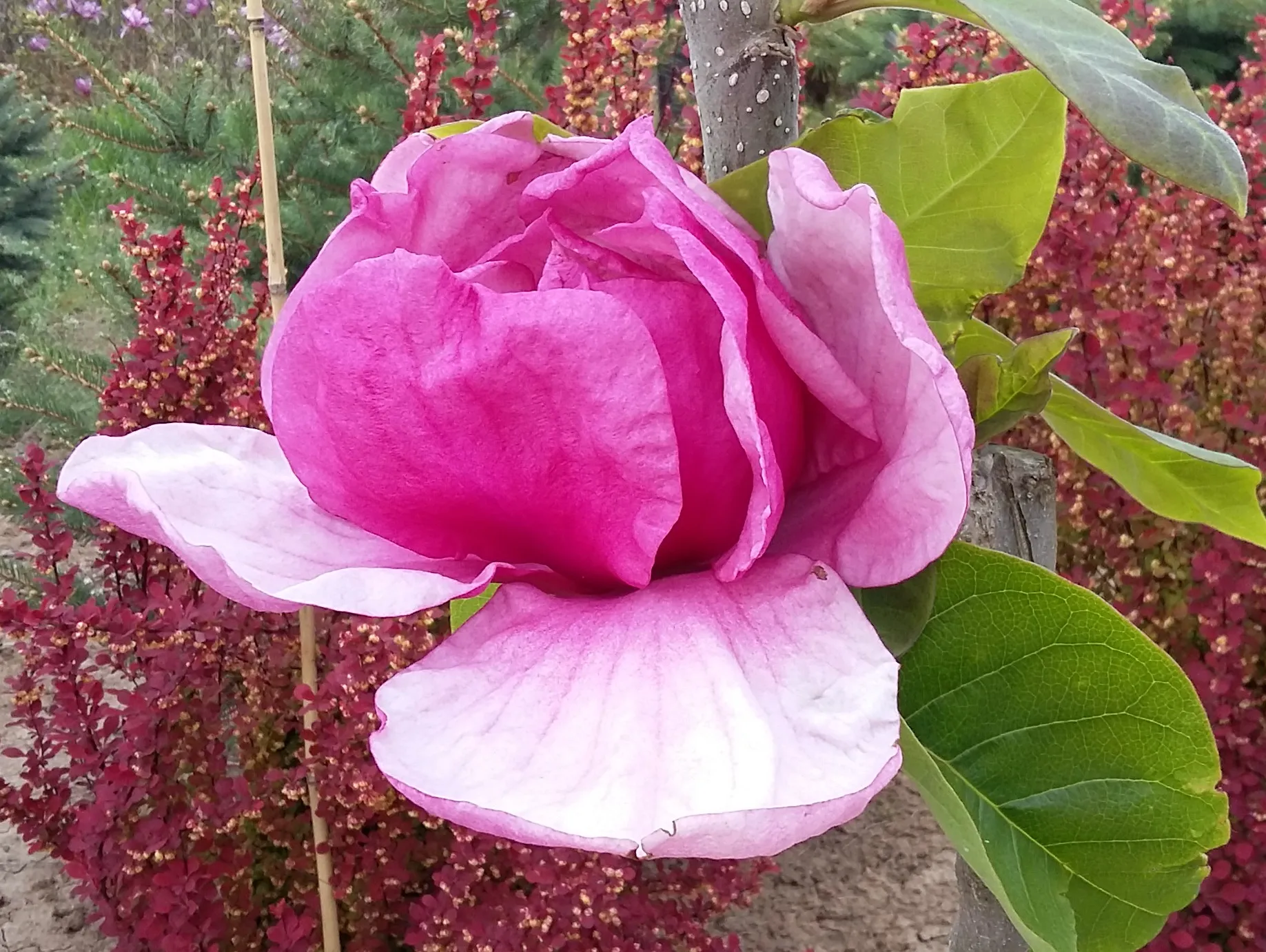 Óriás virágú liliomfa