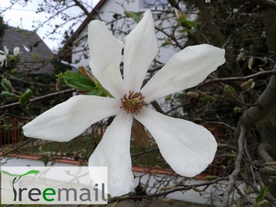 Japán liliomfa