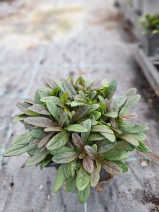 Chocolate Chip indás infű