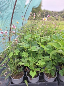 Rose Shades szellőrózsa