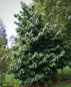 Sunflower indiánbanán