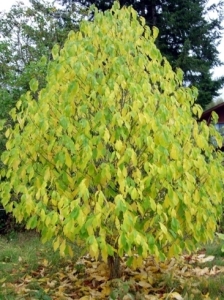 Sunflower indiánbanán