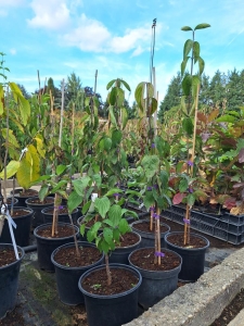 Starokijewski húsos som