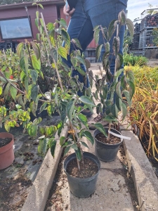 Svetlyachok húsos som