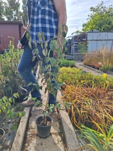 Svetlyachok húsos som