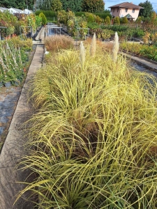 Arany törpe pamapfű