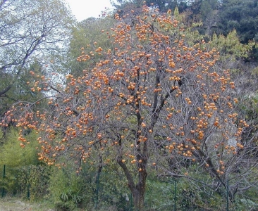 Datolyaszilva, kaki
