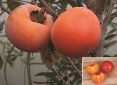 Nikita"s Gift datolyaszilva