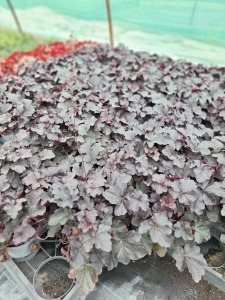 Forever Purple tűzeső