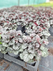 Cinnabar Silver tűzeső