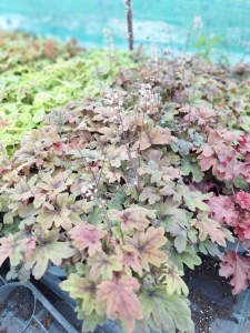 Sweet Tea turbáncső