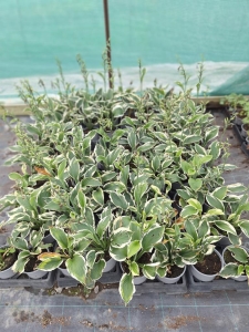 Patriot árnyékliliom