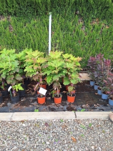 Tölgylevelű hortenzia