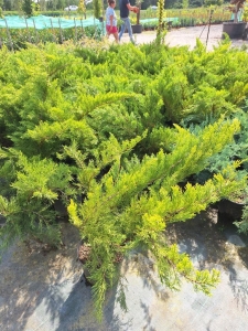 Nehézszagú kúszó boróka