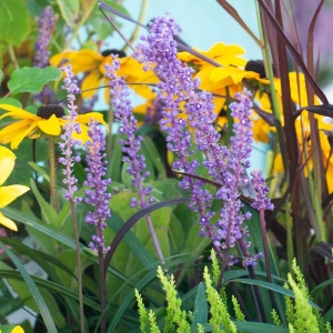 Money Maker gyepliliom