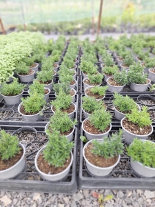 Heavenly Blue kőmagcserje