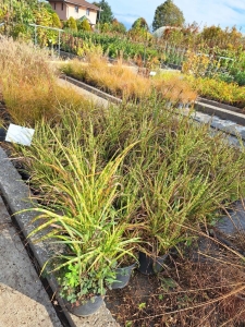 Gold Breeze kínai virágosnád