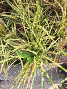 Gold Breeze kínai virágosnád