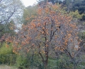 Datolyaszilva, kaki