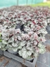 Cinnabar Silver tűzeső