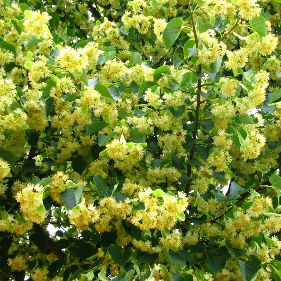 Böhlje kisnövésű hárs