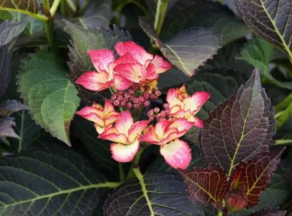 Dark Angel kerti hortenzia