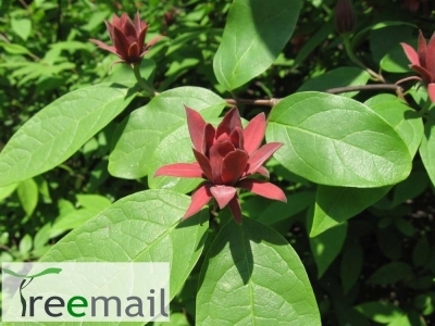 Illatos fűszercserje