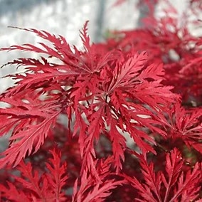 Emerald Lace japán juhar 