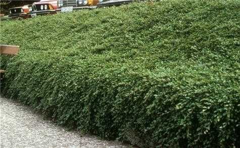 Kúszó madárbirs