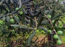 Bianchera olajfa