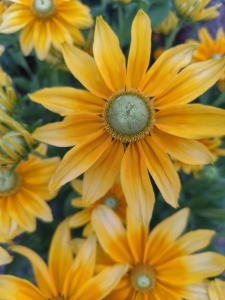 Prairie Sun kúpvirág