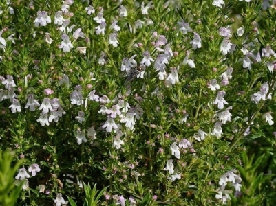 Borsikafű