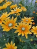 Prairie Sun kúpvirág