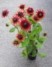 Cherry Brandy kúpvirág