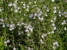 Borsikafű