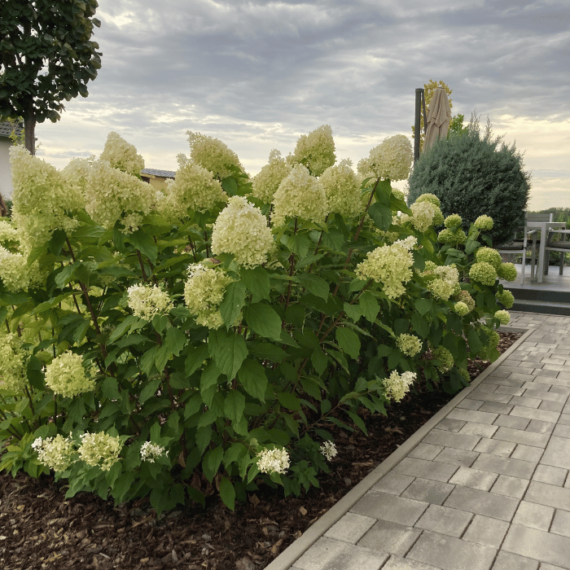 Fantom bugás hortenzia