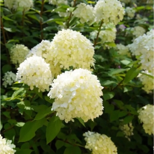 Siver Dollar bugás hortenzia